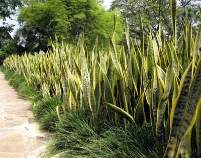 Sansevieria trifasci